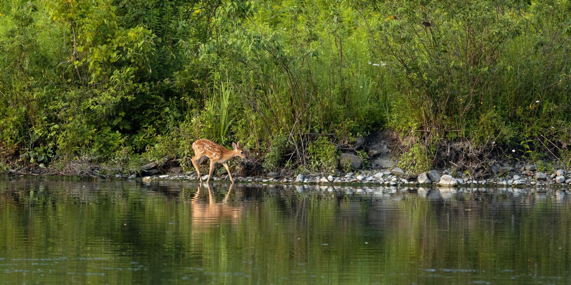New method could help estimate wildlife disease spread