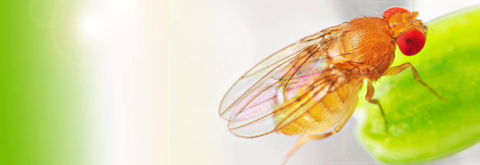 A close up photo of a fruit fly