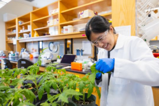 A color photo showing a woman working with plants in a lab