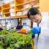 A color photo showing a woman working with plants in a lab