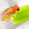 A close up photo of a fruit fly