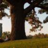 A student under a tree on Libe Slope.