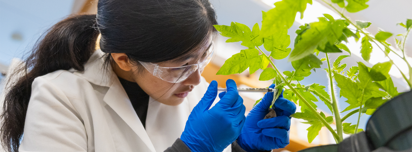 Researcher in lab coat and gloves injects liquid into plant stem in a laboratory.